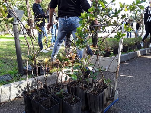 alberi-riscaldamento-globale-itesolivettilecce